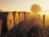 Misty Morning  Farmland and Wheat Straw Rolls  Near St Adolphe  Manitoba  Canada