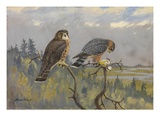 A Painting of an Adult Male and Immature Female Pigeon Hawk