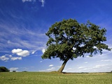 Lone tree at a meadow below a sunny blue sky