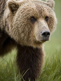 Grizzly Bear  Kukak Bay  Katmai National Park  Alaska