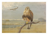 Painting of an adult and an immature American rough-legged hawk