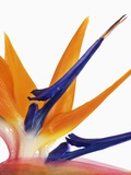 Bird of paradise flower