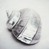 Pearl Turban Shell