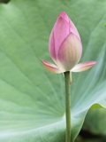 Lotus flower in Lou Lim Ieoc Garden in Macau