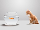 Kitten looking at goldfish in bowl