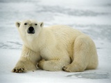 Polar bear  Churchill  Manitoba