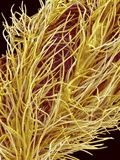 Stamen of Oleander