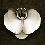 Orchid