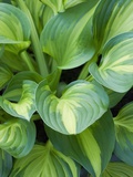 Hosta 'Joyce Trott'
