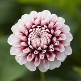 Pink Dahlia Tip Toe