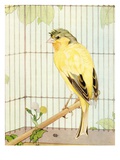 Illustration of Parakeet by Edward Julius Detmold