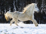 Elderly Welsh-Arab pony running on snow covered meadow