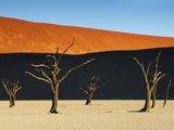 Bare trees at Dead Vlei