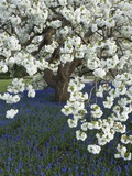 Cherry tree blooming over Muscari armeniacum
