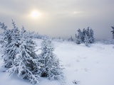 Snow covered spruce trees near arctic circle in late fall