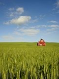 Red barn in field of green wheat