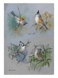A Painting of Several Species of Titmouse