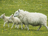 Ewe and lambs