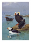 A Painting of Tufted Puffins and Horned Puffins