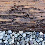 Pebbles in front of Tree Trunk