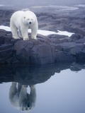 Polar Bear walking on rocky shoreline