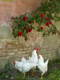 White chickens beneath roses