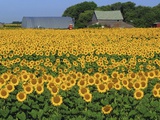Sunflowers and Farm  Dugald  Manitoba  Canada