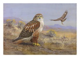A Painting of Two Rough-Legged Hawks