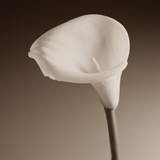 Cally Lily by Tom Marks