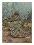 A Painting of a Nuttall's Poorwill and a Merrill's Pauraque