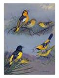 Painting of several oriole species