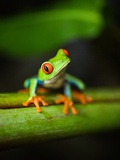Red-eyed tree frog in costa rica