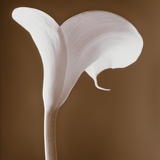 Calla Lily