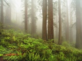 Forest along Damnation Creek Trail