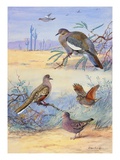 Painting of several dove species