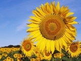 Close Up of Sunflower in Field