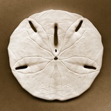 Sand Dollar