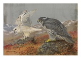 A Painting of Young White and Adult Black Gyrfalcons