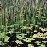 Reed and Water Lillies in Pond  Arcadia National Park  Maine