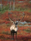 Barren-Ground Caribou on Autumn Tundra near Whitefish Lake  NWT  Canada