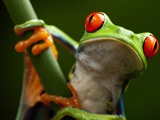 Tree Frog in Costa Rica