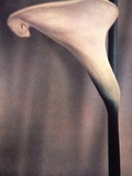Close Up/Calla Lilly