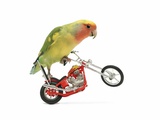Rosy-faced lovebird perched on toy motorcycle do wheelie