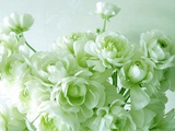 Ranunculus