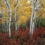 Aspen in autumn at Uinta National Forest