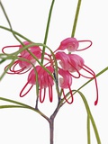 Pink Spider flower