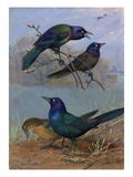 Painting of purple grackles and boat-tailed grackles