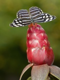 Tailed Jay (Graphium agamemnon) South East Asia