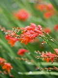 Raindrops on crocosmia x crocosmiiflora  or red king