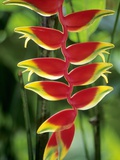 Heliconia  Trinidad  West Indies